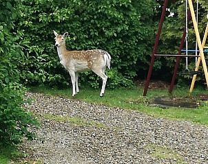 Guest house 391801 - Bungalow Zuid Limburg - Bungalowpark Remar