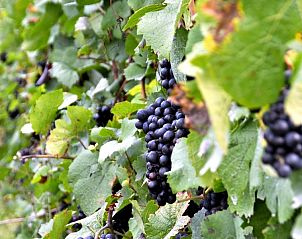 Verblijf 393601 - Vakantiewoning Zuid Limburg - Huize  'de hommert' Hoensbroek