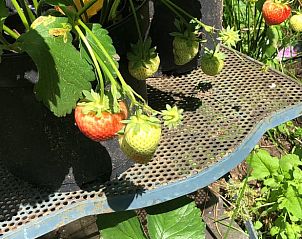 Guest house 395208 - Holiday property Zuid Limburg - Huisje in Mook