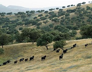 Verblijf 41514101 - Vakantiewoning Andalusie - El Añadío