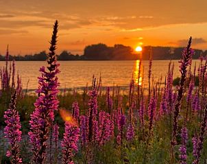 Unterkunft 421702 - Ferienhaus Hart van Brabant - Huisje in Lith