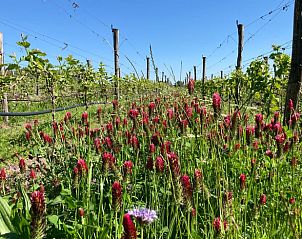 Unterkunft 426301 - Ferienhaus Hart van Brabant - Vakantiehuis in Sint Michielsgestel