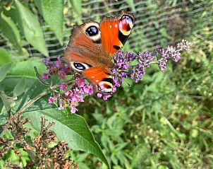 Unterkunft 426301 - Ferienhaus Hart van Brabant - Vakantiehuis in Sint Michielsgestel