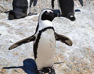 Verblijf 4327208 - Vakantiewoning West-Kaap - Moonglow Guesthouse