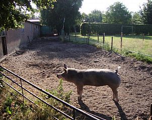 Landelijke omgeving van De Lindenhoeve vakantiehuis in Nistelrode, Noordoost Brabant, met een varken in de buitenruimte.