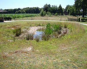 Natuurlijke vijver in de tuin van De Lindenhoeve vakantiehuis, Nistelrode, Noordoost Brabant, omgeven door groen.