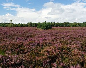 Paarse heidevelden rondom Vakantiehuisje in Rucphen, West Brabant.