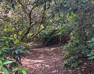Bosrijk wandelpad bij Vakantiehuis in Rucphen, ideaal voor natuurliefhebbers in West Brabant.