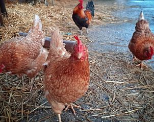 Schattige kippen in de omgeving van Vakantiehuis in Hem, IJsselmeerkust, Noord-Holland.