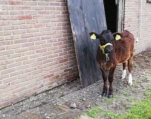 Jong kalfje bij de schuur van Vakantiehuis in Hem, Noord-Holland.