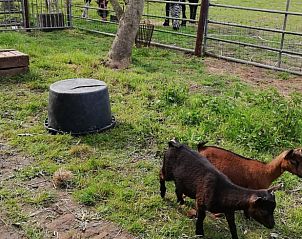 Geiten in de weide bij Vakantiehuis in Hem, IJsselmeerkust, Noord-Holland.