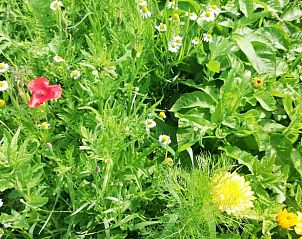 Wilde bloemenweide bij Huisje in Hem, vakantiehuis in Hem, ideaal voor natuurliefhebbers.