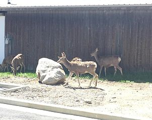 Unterkunft 4625806 - Appartement Rocky Mountains - Yellowstone Big Rock Inn