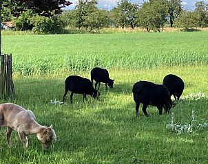 Explore the rustic surroundings of Holiday Home in Schellinkhout, where sheep graze peacefully in the vast landscape of North Holland.