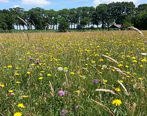 Bloemenweide in volle bloei bij vakantieboerderijtje-achterhoek-twente.nl in Geesteren, Twente, ideaal voor natuurliefhebbers.