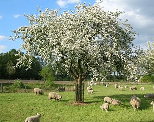 Schapen grazen onder bloeiende boom bij vakantieboerderijtje-achterhoek-twente.nl in Geesteren, Twente.