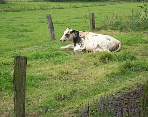 Rustieke landelijke omgeving bij Huize Ruhenberg vakantiehuis in Overdinkel, Twente, met grazende koe.