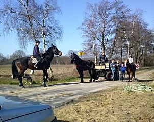Paardrijden en wagenrit bij Boerderijcamping De Wezel in Diepenheim, Twente, omgeven door prachtige natuur.