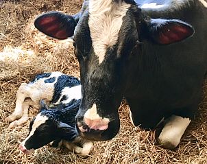 Guest house 530608 - Holiday property Salland - boerderijhuisje.nl