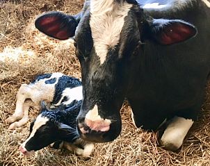 Guest house 530608 - Holiday property Salland - boerderijhuisje.nl