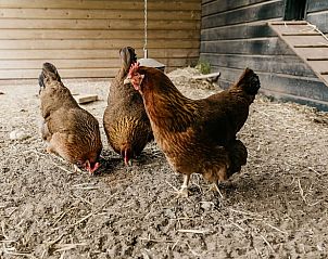 Chickens in the garden of Holiday home in Olst, vacation home in Salland, Overijssel.