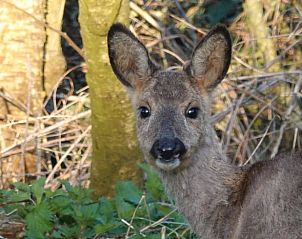 Guest house 551610 - Holiday property Noordwest Overijssel - Huisje in Kalenberg
