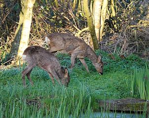 Guest house 551610 - Holiday property Noordwest Overijssel - Huisje in Kalenberg