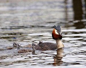 Guest house 551904 - Holiday property Noordwest Overijssel - OV271