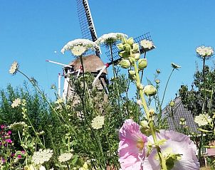 Vakantiehuisje in Zalk met uitzicht op molen en bloemen in Noordwest Overijssel, ideaal voor natuurliefhebbers.