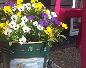 Bloeiende viooltjes op het terras van Vakantiehuisje in Zalk, Noordwest Overijssel, een kleurrijke oase.