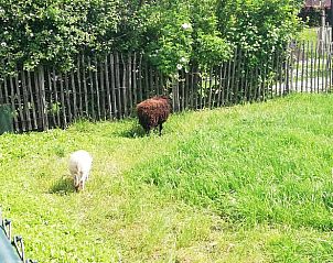 Groene omgeving met schapen bij Vakantiehuisje in Zalk, Noordwest Overijssel, rust en natuur.