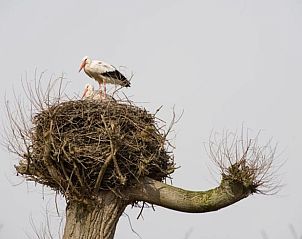 Natuurrijke omgeving van Huisje in Vreeland, vakantieaccommodatie in Vreeland, Utrecht met ooievaar op nest.