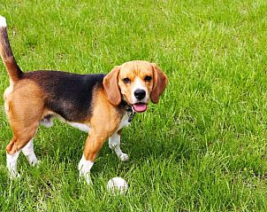 Unterkunft 5625801 - Appartement Rocky Mountains - Mountain Home Inn