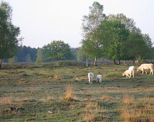 Schapen grazen in de omgeving van Bungalowpark in Lage Vuursche Utrechtse Heuvelrug
