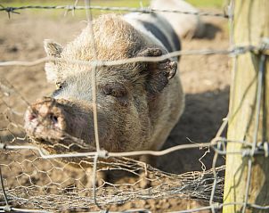 Schattig varken in de buitenruimte van Boerderij De Boterbloem, Amerongen, Utrechtse Heuvelrug, genietend van de zon.