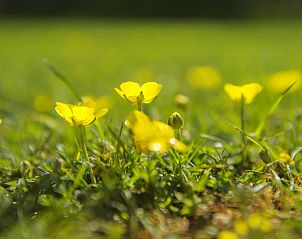 Heldere boterbloemen in de tuin van Boerderij De Boterbloem, Amerongen, Utrechtse Heuvelrug, symbolisch voor de landelijke charme.