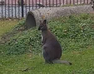 Natuur en dieren rondom Arendsnest, een vakantiehuis in Renswoude, Utrechtse Heuvelrug, Utrecht.