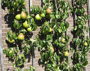 Perenboomgaard bij Vakantiehuisje in Driebergen-Rijsenburg, Utrechtse Heuvelrug, Utrecht.