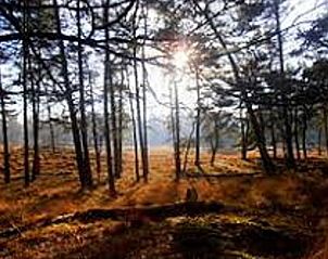 Prachtige bosrijke omgeving van Vakantiehuisje in Driebergen-Rijsenburg, Utrechtse Heuvelrug.