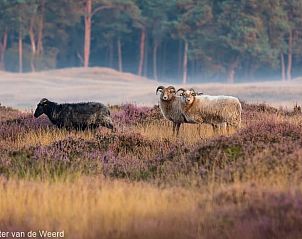 Schapen in weelderige natuur rondom Vakantiehuisje in Driebergen-Rijsenburg, Utrechtse Heuvelrug.