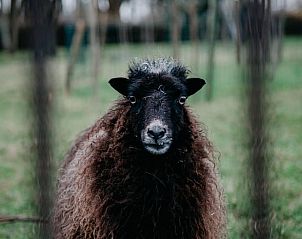 Schattig schaap in de tuin van Huisje in Nieuwersluis, vakantiehuis, Utrecht eo, Utrecht.