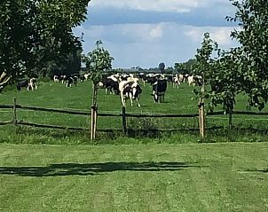 Vredige weilanden met koeien rondom Vakantiehuisje in IJsselstein, Utrecht.