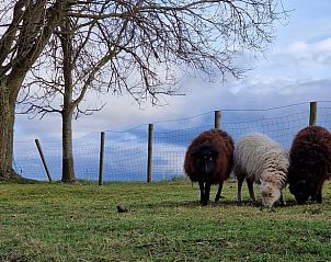 Schapen grazen in de weide bij Vakantiehuisje in Dreischor, Schouwen-Duiveland, Zeeland.