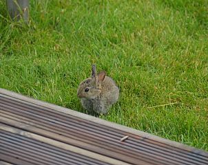 Verblijf 602018 - Vakantiewoning Schouwen-Duiveland - Buitenplaats Oudendijke 4 persoons