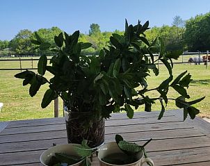 Verse munt op het terras van Huisje in Noordgouwe, bed and breakfast in Noordgouwe, Zeeland.