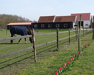 Paard in de wei bij Huisje in Noordgouwe, bed and breakfast in Schouwen-Duiveland, Zeeland.