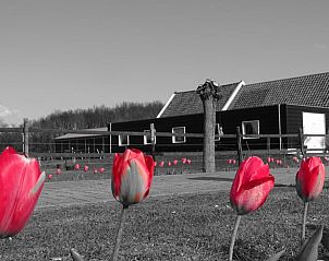 Rode tulpen in de tuin van Huisje in Noordgouwe, bed and breakfast in Schouwen-Duiveland, Zeeland.