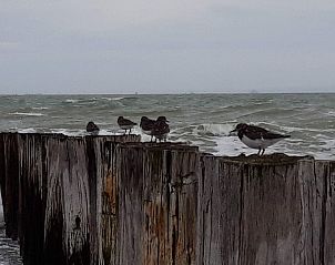 Verblijf 620390 - Bungalow Walcheren - Vakantiehuis Joossesweg 191