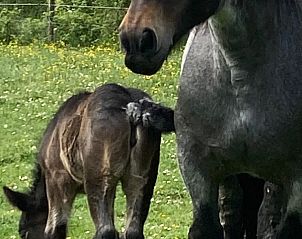 Verblijf 621153 - Vakantiewoning Walcheren - ‘Zeewinde’