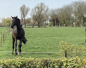 Verblijf 621153 - Vakantiewoning Walcheren - ‘Zeewinde’
